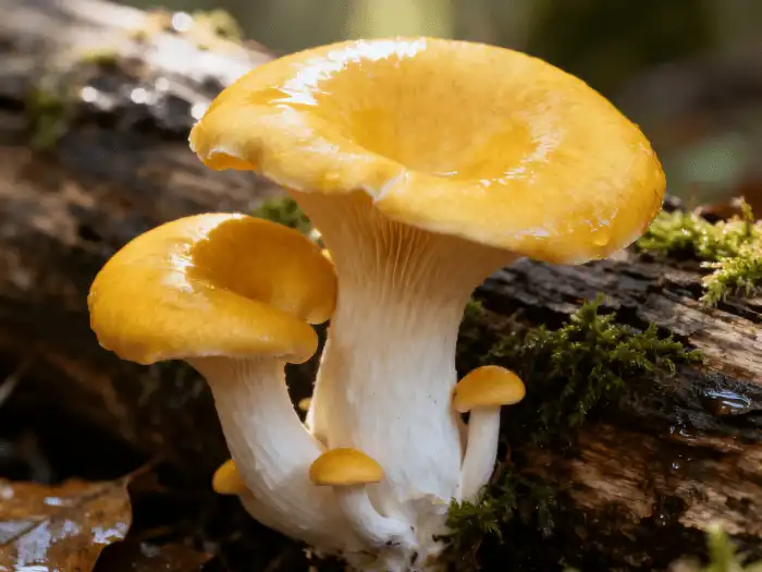 How Golden Oyster Mushroom Extract Enhances Protein Powders and Meal Replacement Formulas?